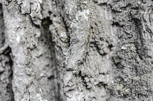 Tree bark texture background