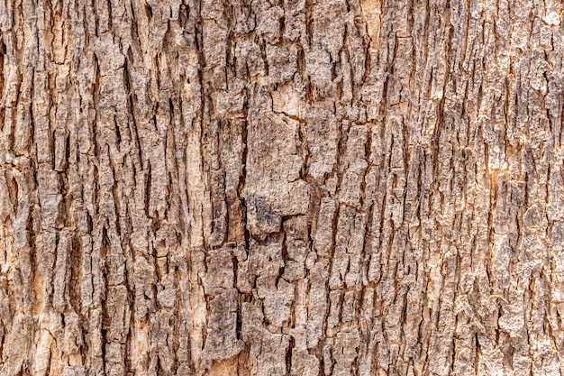 Foto priorità bassa di struttura della corteccia di albero