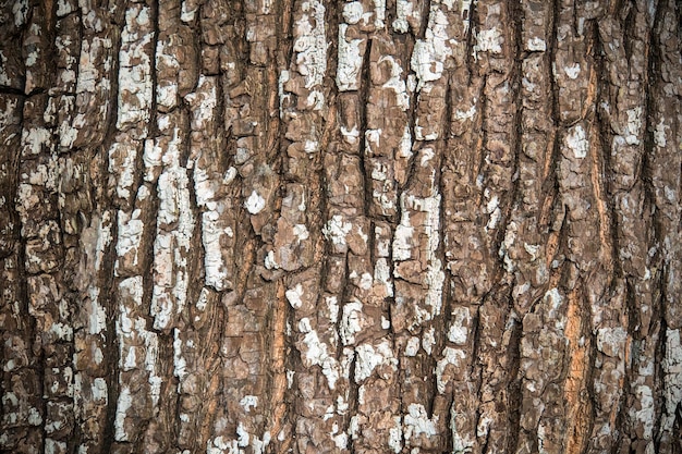 Tree bark texture background