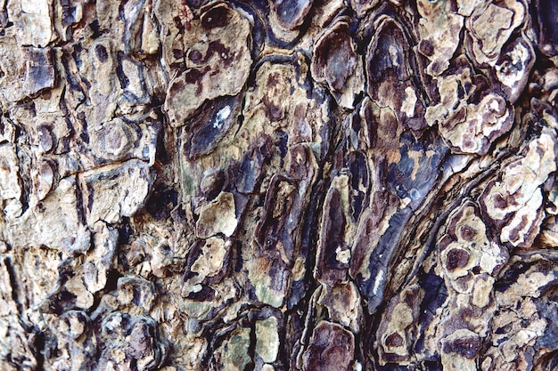 Tree bark texture background