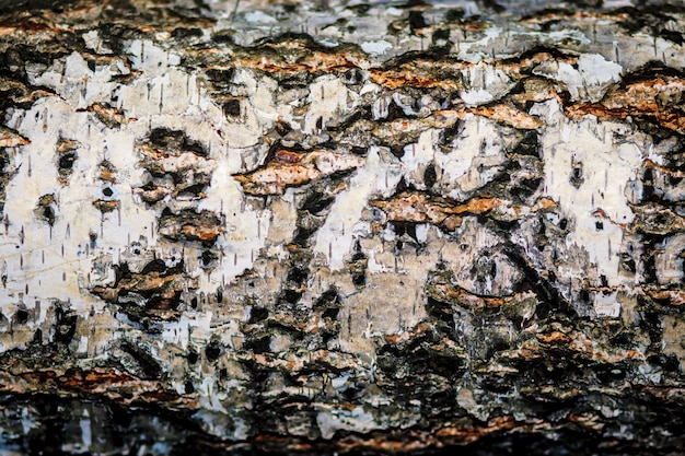 Tree bark texture background. 