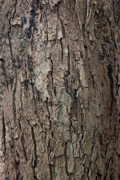 木の樹皮のテクスチャのクローズアップ木製の背景