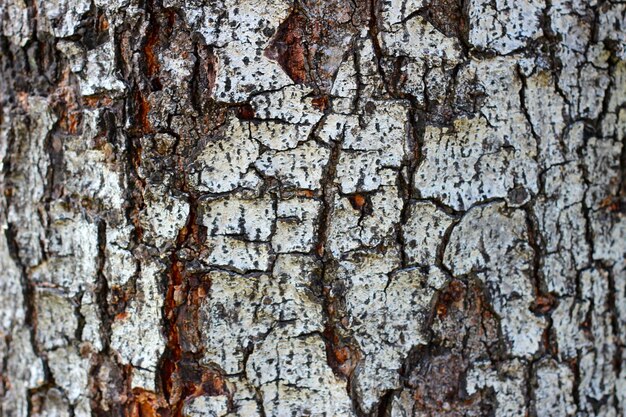 写真 自然の背景の木の皮の質感