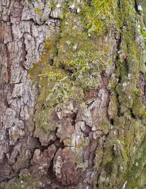 Текстура коры дерева в лесу крупным планом