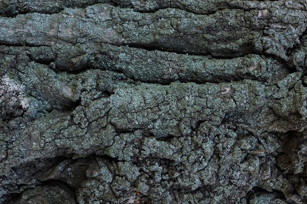 Tree bark texture. Maple tree bark. Natural material background