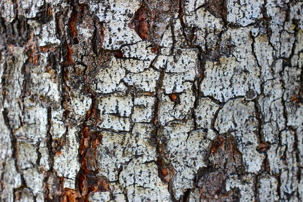 自然の背景の木の皮の質感