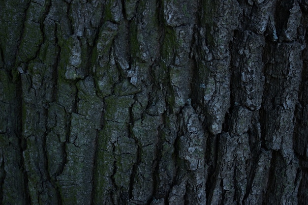 Tree bark texture nature forest forest background deciduous\
trees coniferous trees