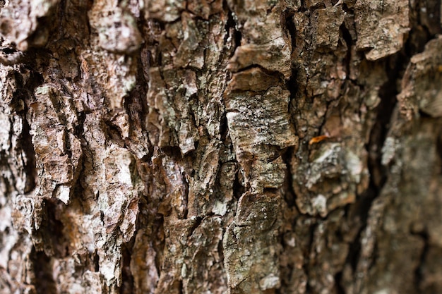 Corteccia di albero modello texture vecchio tronco di legno di acero come sfondo