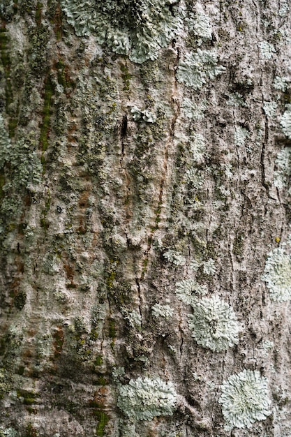 樹皮の質感素朴な木を彷彿とさせる、いくつかの欠陥があります