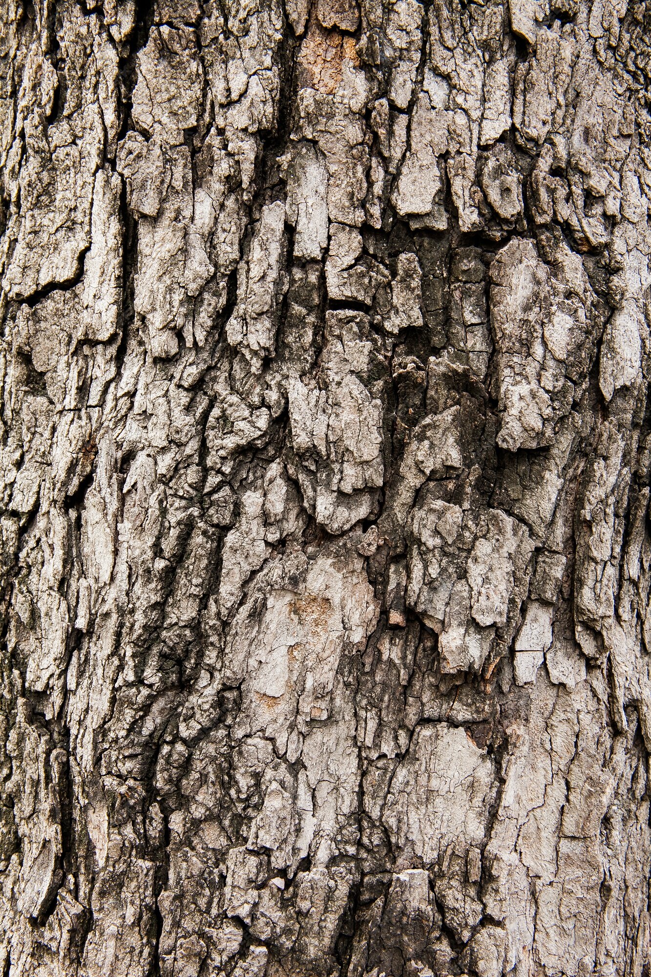 tamarind bark