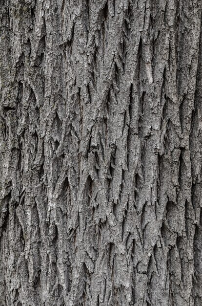 Photo tree bark texture texture for background.