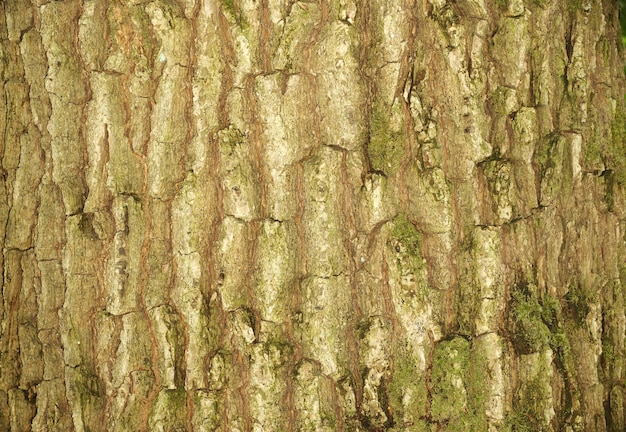 Tree bark texture