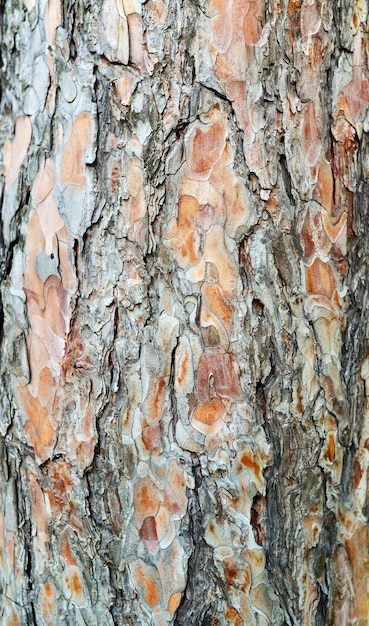 tree bark texture