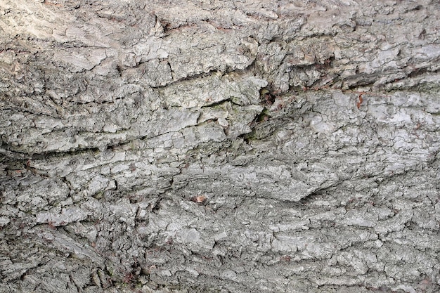 Tree bark texture