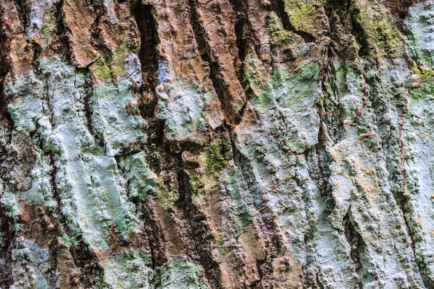 Tree bark texture 