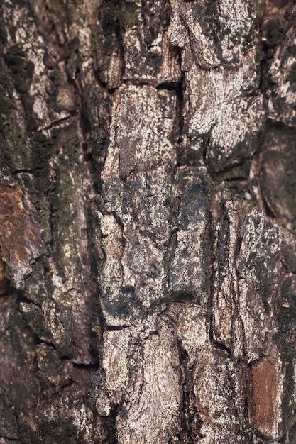 Tree bark texture.