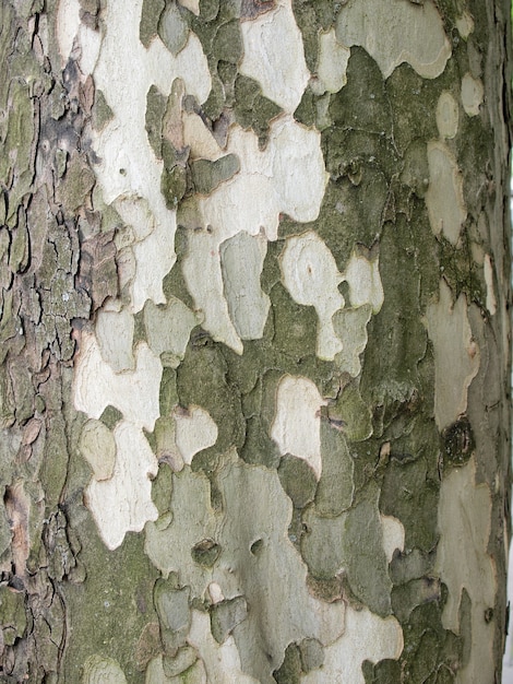 Tree bark texture