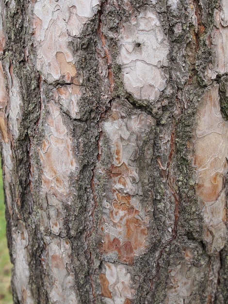 Tree bark texture