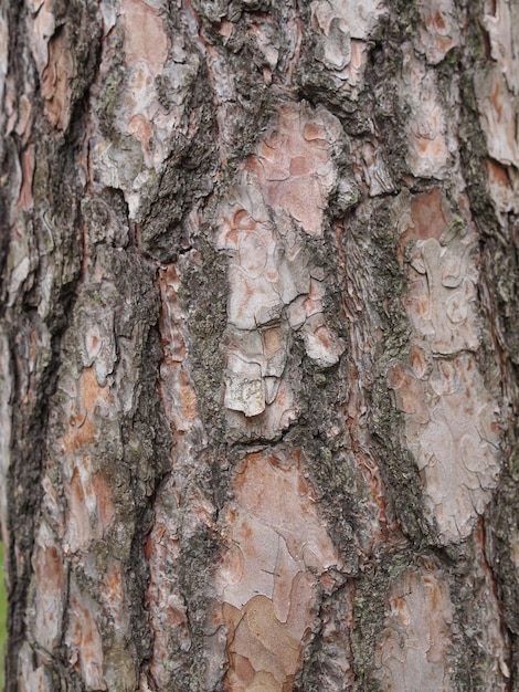 Trama di corteccia d'albero