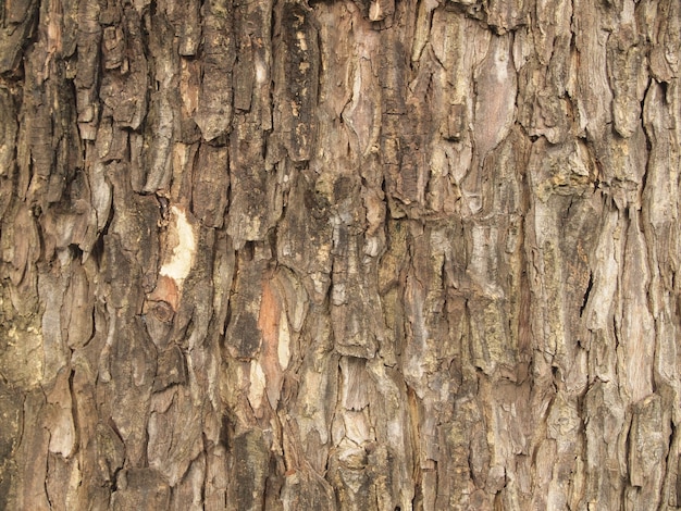 木の樹皮のテクスチャー