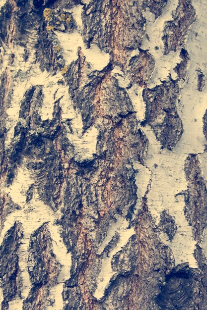 Tree bark texture