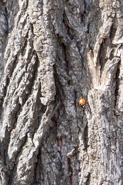 Tree bark texture