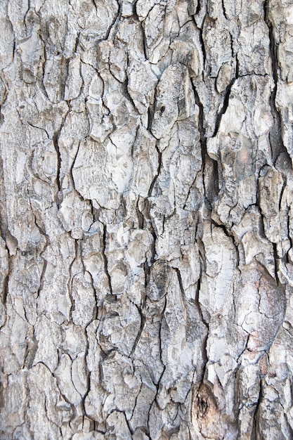 Tree bark texture