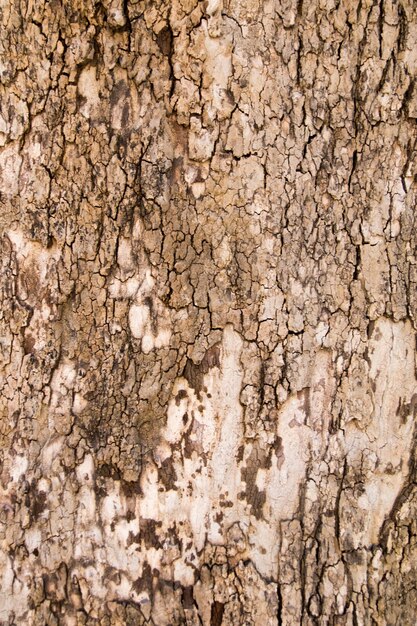 Tree bark texture