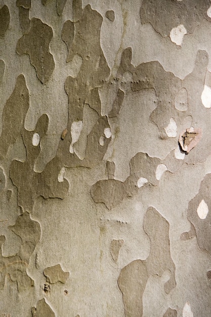 Tree bark texture