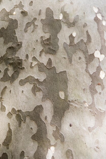 Tree bark texture