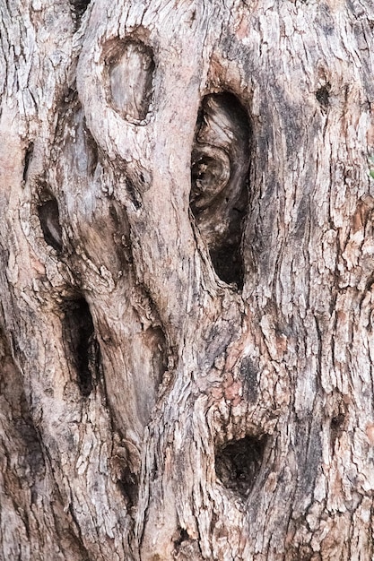 Tree bark texture