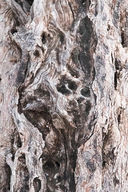 Tree bark texture