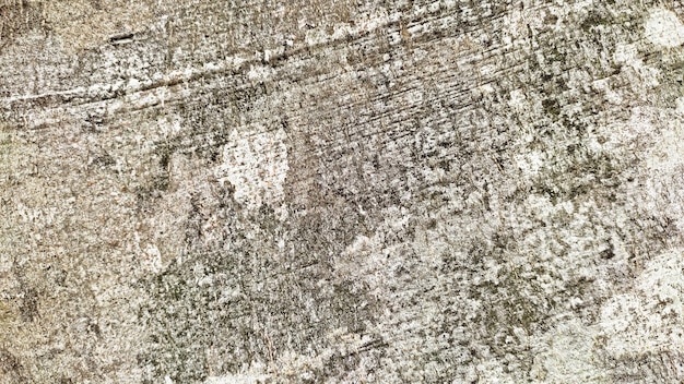 Photo tree bark texture