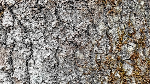 Photo tree bark texture