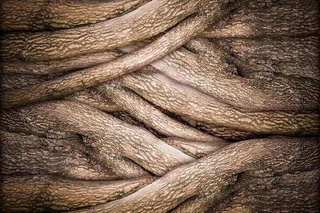 Struttura dell'albero e della corteccia