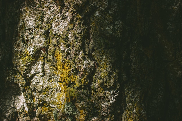 Tree bark with moss close shot