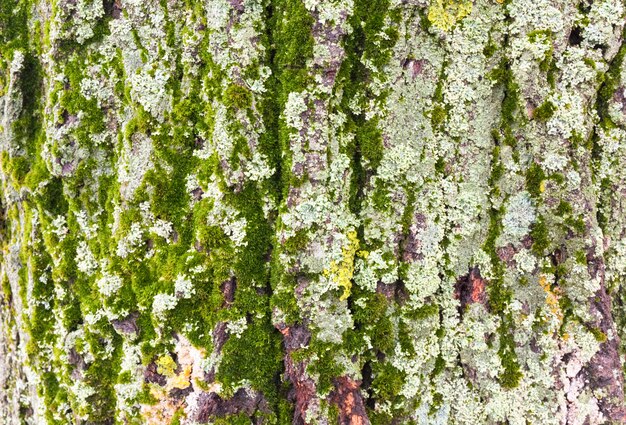 Tree bark with moss and lichens