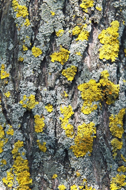 Foto corteccia di albero con lichene giallo e grigio, primo piano