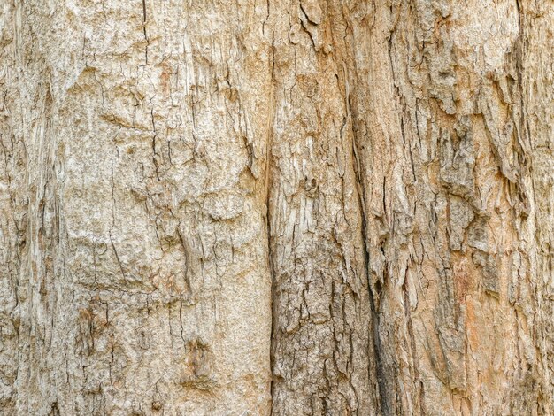 Fondo di legno dell'estratto di struttura della corteccia di albero