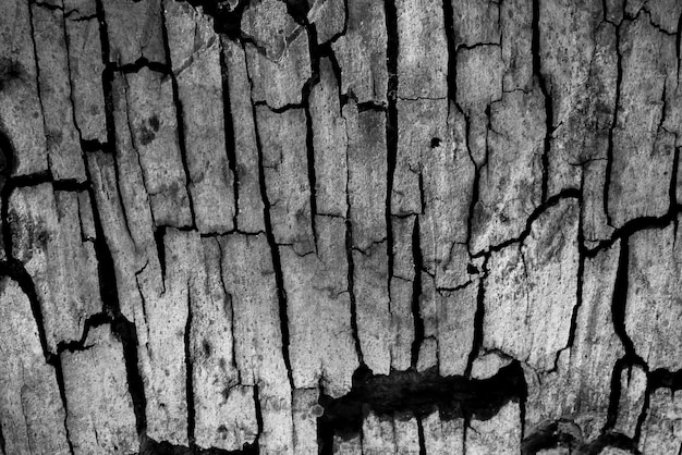 Tree bark wood texture abstract background