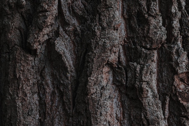 Tree bark Wood texture Tree bark texture pattern