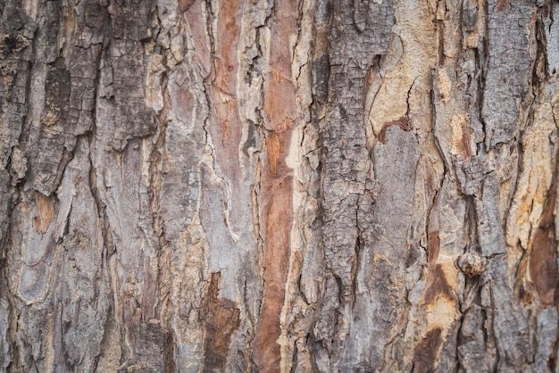 Tree bark wood texture