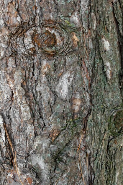 Tree bark