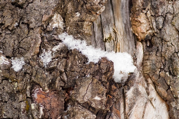 Tree bark