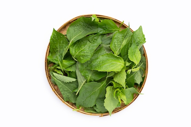 Tree Basil leaves (Ocimum gratissimum) in bamboo basket on white background.