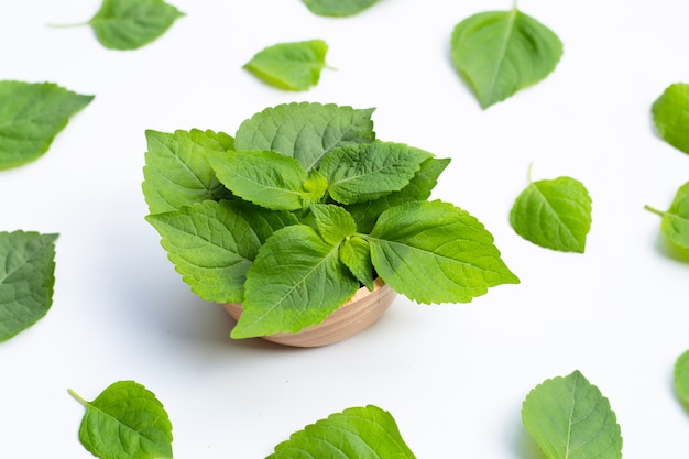 Albero foglie di basilico (ocimum gratissimum) su sfondo bianco.