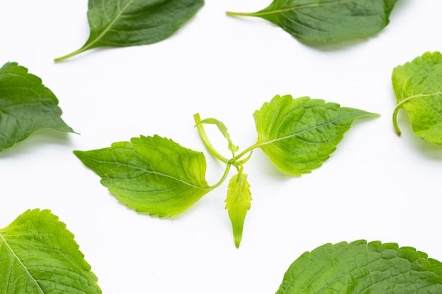 Tree Basil leaves (Ocimum gratissimum) on white background.