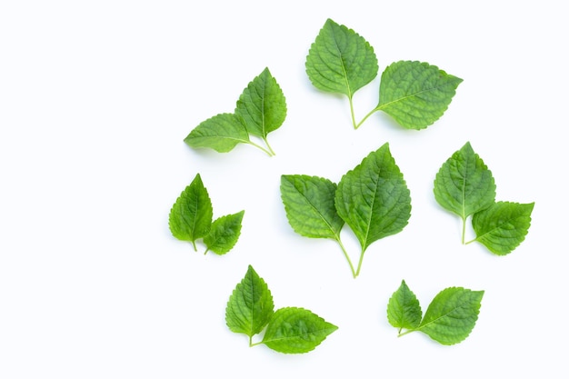 Albero foglie di basilico ocimum gratissimum su sfondo bianco