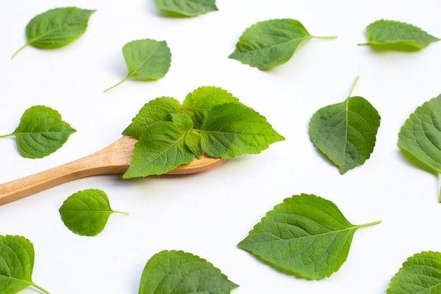 Albero foglie di basilico (ocimum gratissimum) in cucchiaio di legno su sfondo bianco.