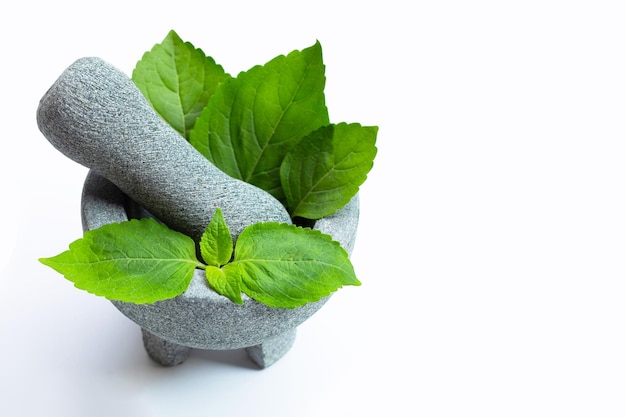 Tree Basil Ocimum gratissimum in mortar with pestle on white